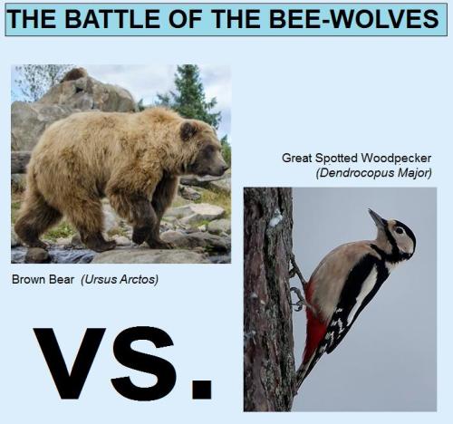 Bear vs. Woodpecker