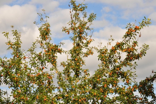 Photograph of crab apple tree (Malus sylvestris)