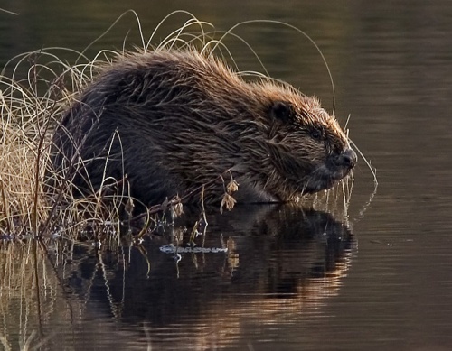 beaver by river