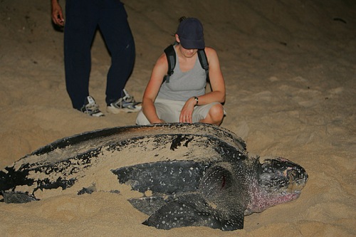 leatherback turtle bigger than himan